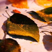 Capítulo 1: Claudia Salinas (Artesana en tintes naturales)