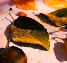 Capítulo 1: Claudia Salinas (Artesana en tintes naturales)