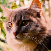 Capítulo 1: Claudia Salinas (Artesana en tintes naturales)