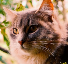 Capítulo 1: Claudia Salinas (Artesana en tintes naturales)