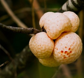 Capítulo 5: Paulina Castillo (Licenciada en Artes y artesana en lana) Capítulo 5: Paulina Castillo (Licenciada en Artes y artesana en lana)