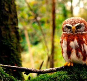 Capítulo 1: Sandra Aranda (Artesana en lana)