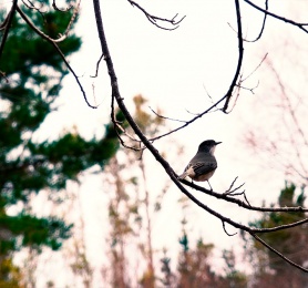 Capítulo 1: Sandra Aranda (Artesana en lana)