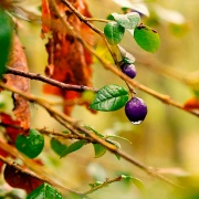 Capítulo 1: Sandra Aranda (Artesana en lana)