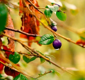 Capítulo 1: Sandra Aranda (Artesana en lana)