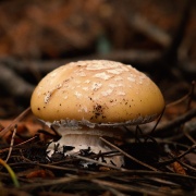 Capítulo 3: Anatoe Arancibia (Fotógrafa de naturaleza)